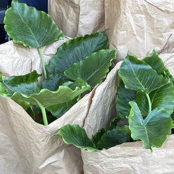 Alocasia Gagaena California Plants 3 Feet, 5 Gallons Pot