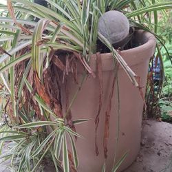 Plant And Accessories Sale