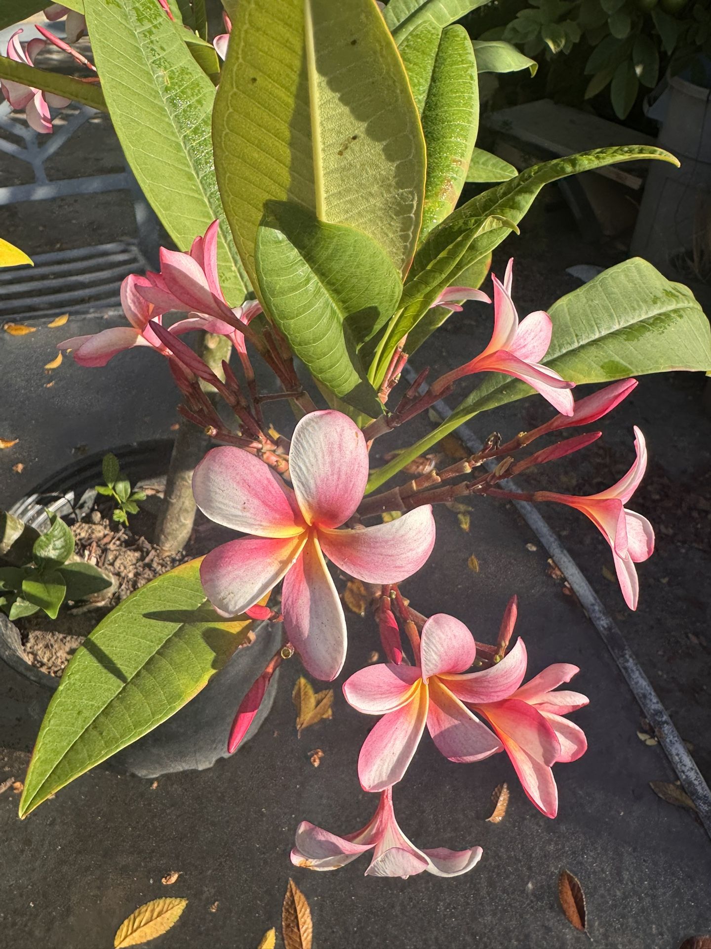 Plumeria plant in a pot with 3 branches flowering.