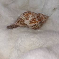 Real Dominican Seashell