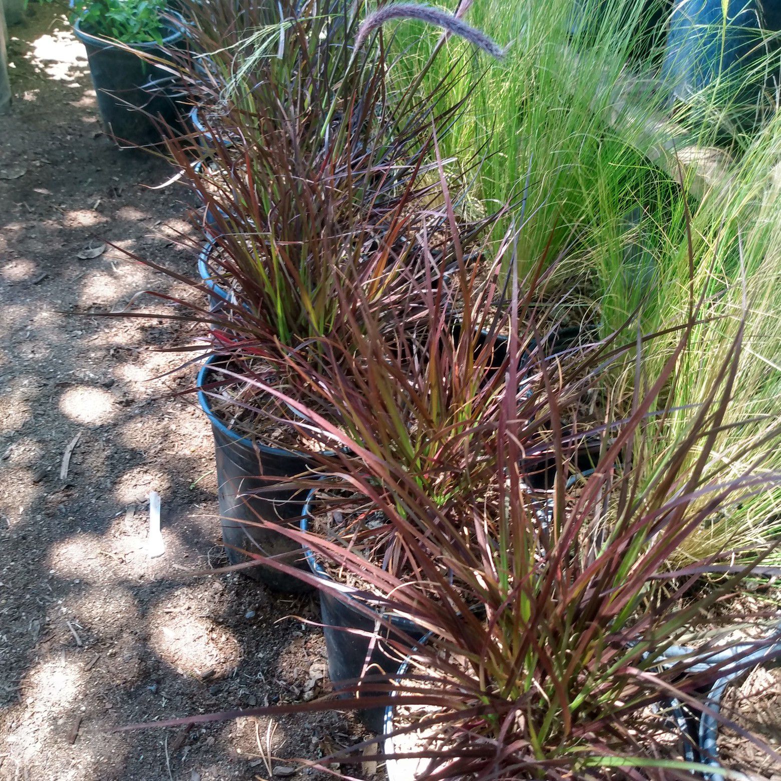 Red fountain grass and Mexican feather grass