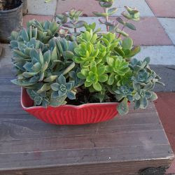 Succulents