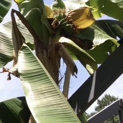 Cold Hardy Banana Tree Plants (mother Plant Grows Bananas)