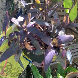 Purple Heart Plant In Hanging Pot