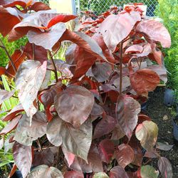 Copper Leaf Plants 7gl $16🌟🌿