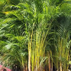 Gorgeous Arecas Palms For Inmediate Privacy!! About 9 Feet Tall!! Fertilized 