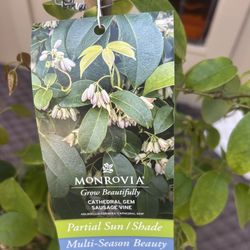 Monrovia Claiming Plant