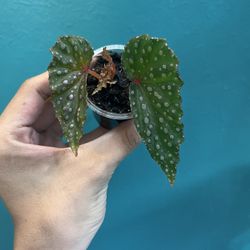 Begonia Cuttings