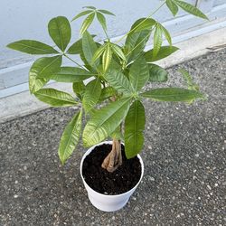 Money tree indoor plant