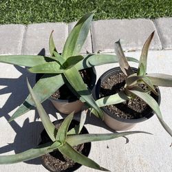 Aloe Striata Hybrid (Ghost Aloe)