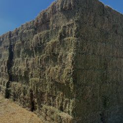 2024 1st Cut Alfalfa Heavy Bales 
