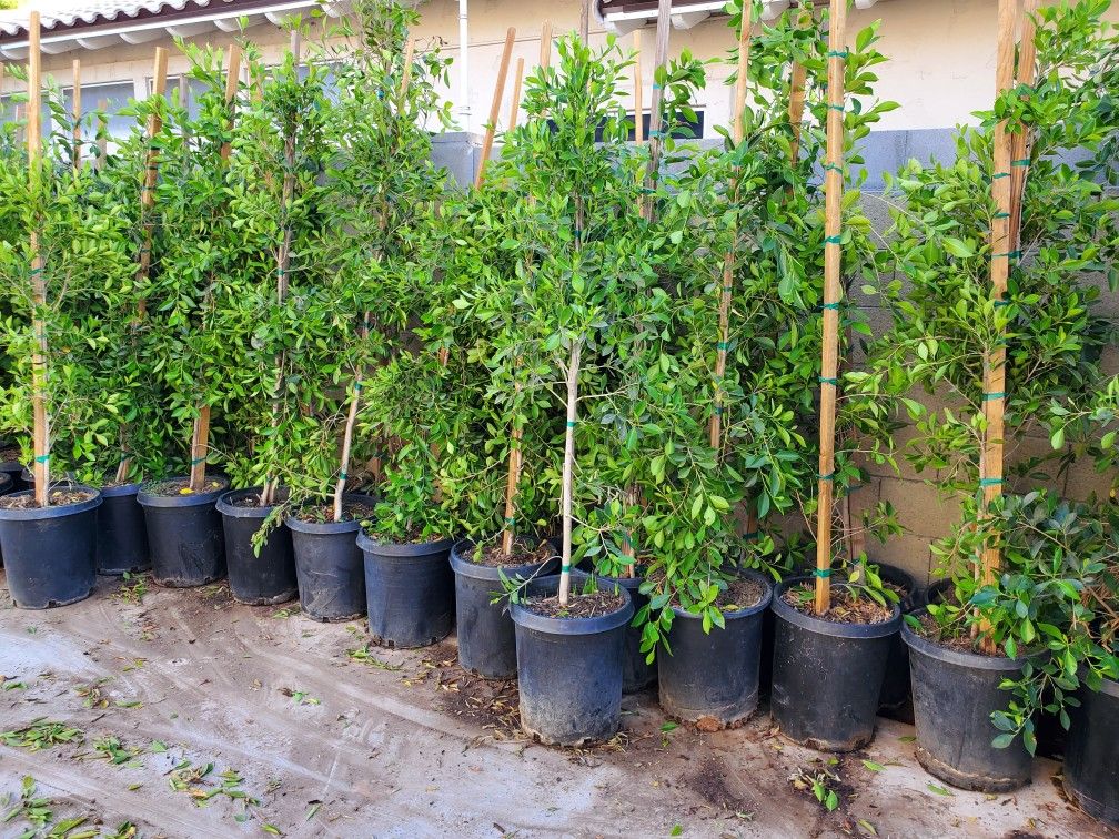 FICUS NITIDA aka INDIAN LAUREL COLUMNS FICUS NITIDA INDIAN LAUREL COLUMNS HOLLYWOOD HEDGE
