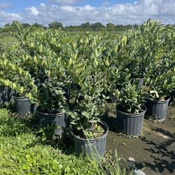 Hedge plants ready for planting season!!