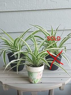 Spider plants