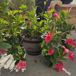 Pink Mandevilla, 5-gal. $5 Each. 
