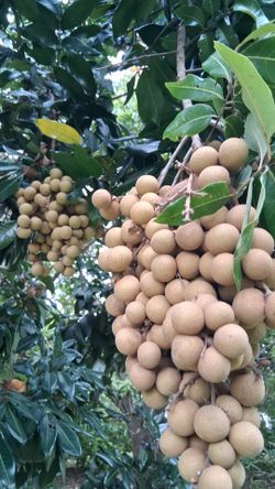 Super sweet Longan,mamoncillo chinos