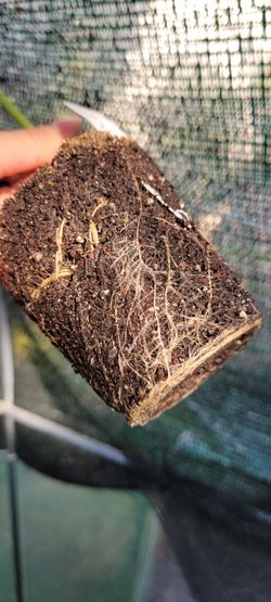 Rooted healthy female plant cuttings