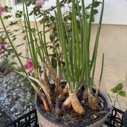 Green Onion Plant