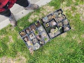 2$ Succulent Plants