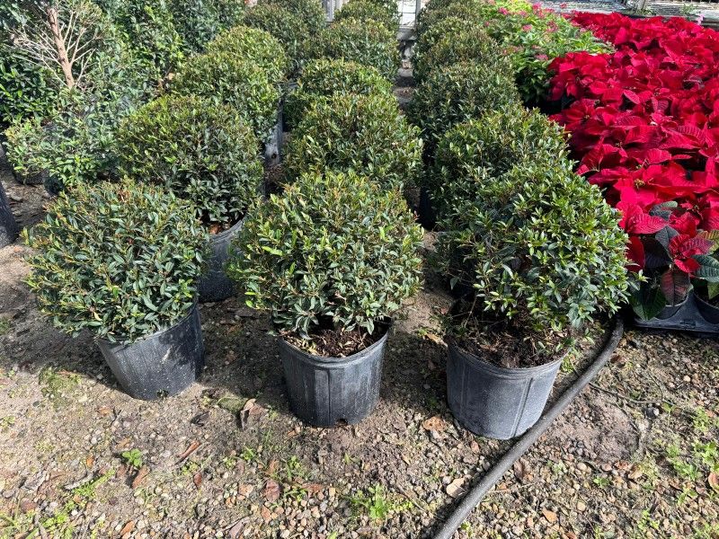 TOPIARIES SMALL 3GALLONS 