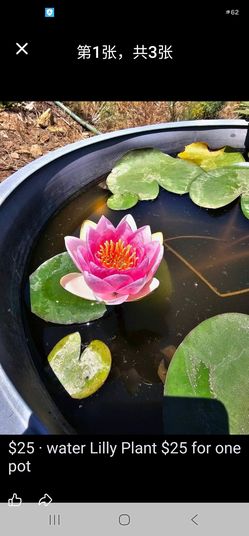 Water Lilly Plant $ 25 for each pot