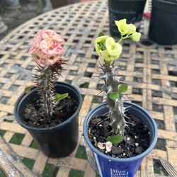 coronas de cristo  las 2 por 15