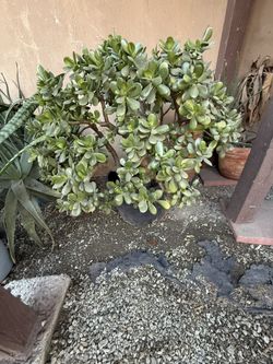Succulents