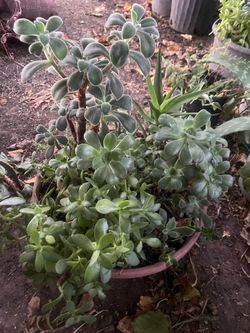 Suculent plant