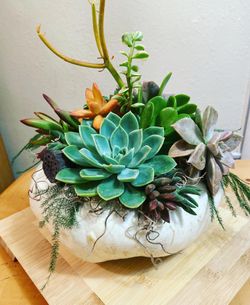 Succulent pumpkins