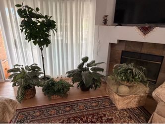 Artificial plants 🔺The tallest one is for IKEA 🔺