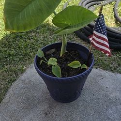 Elephant Ear Plants 🐘 🪴 