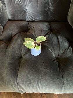Small Pothos Live Plant in Small Blue La Fermière Jar pot