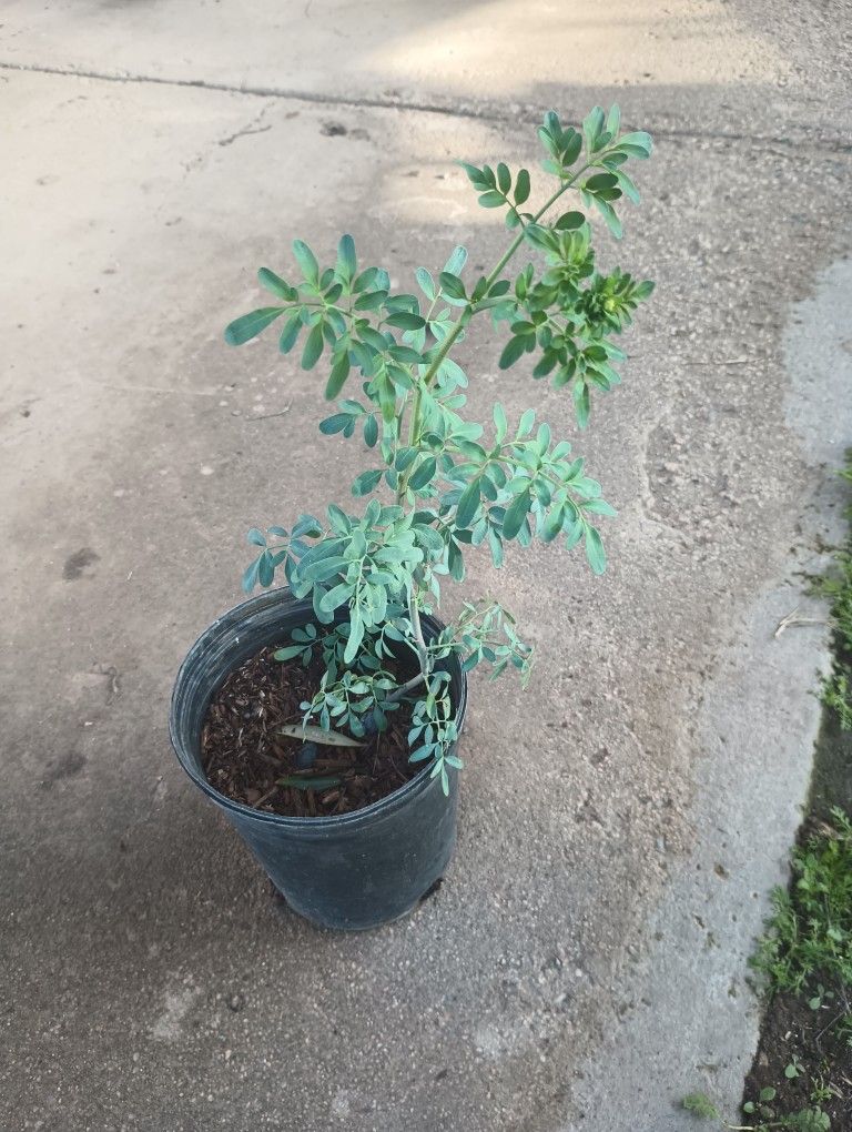 Plants De Ruda for Sale in Riverside County, CA OfferUp