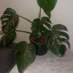 Monstera Albo (6 leaves)