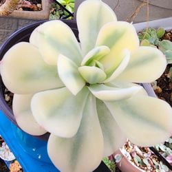 Succulents Plants Variegated Echeveria Pick Up In Upland 