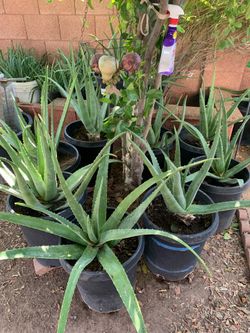 Huge Mega Sale!!! This And so much more available for purchase many plants