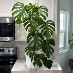 Monstera Albo