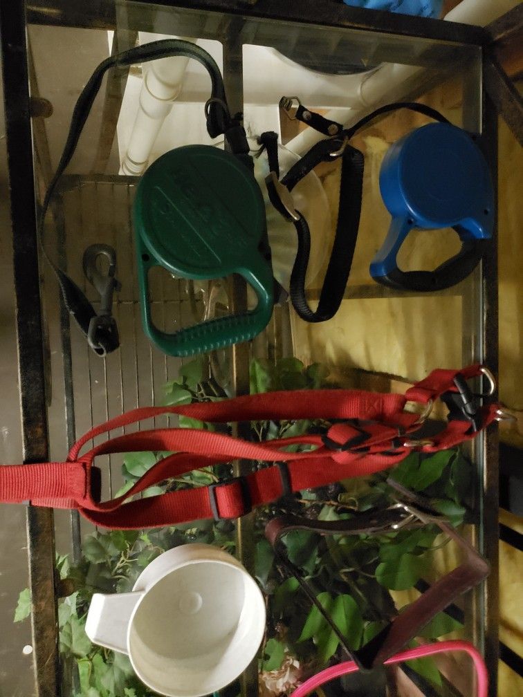 Dog Leashes Harness Auto Retract Leash