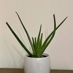 🌱 Aloe Plant – 16” Tall – White Ceramic Pot Included