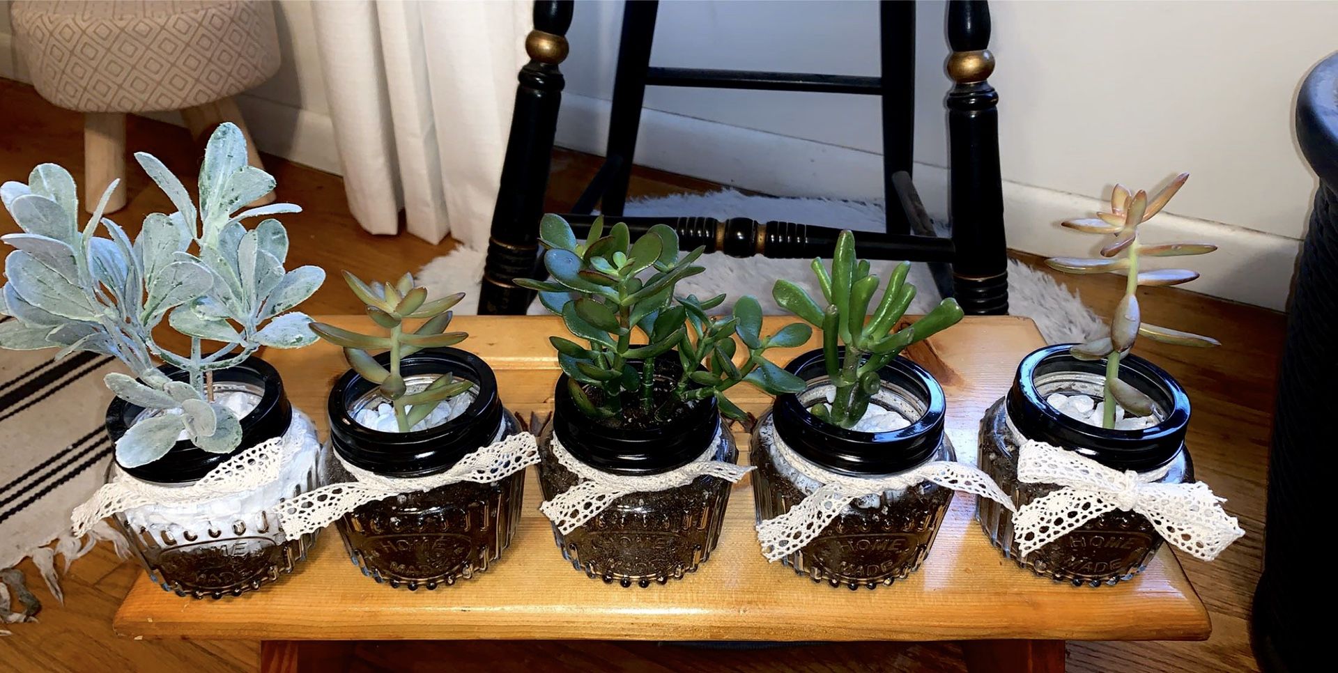 Real succulents