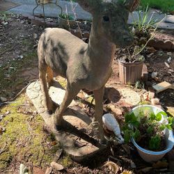 Deer Cement