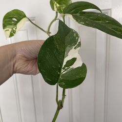 Albo Epi Plant CUTTING 