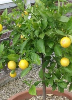 Lemon Trees