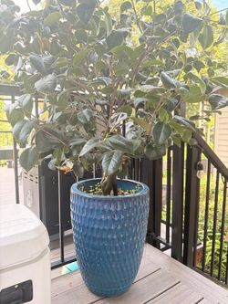Ceramic pot