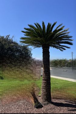 Sago Palm