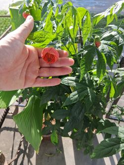 Flowering maple / chinese lantern trees for sale