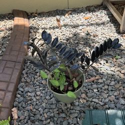 Plants 3 In One 