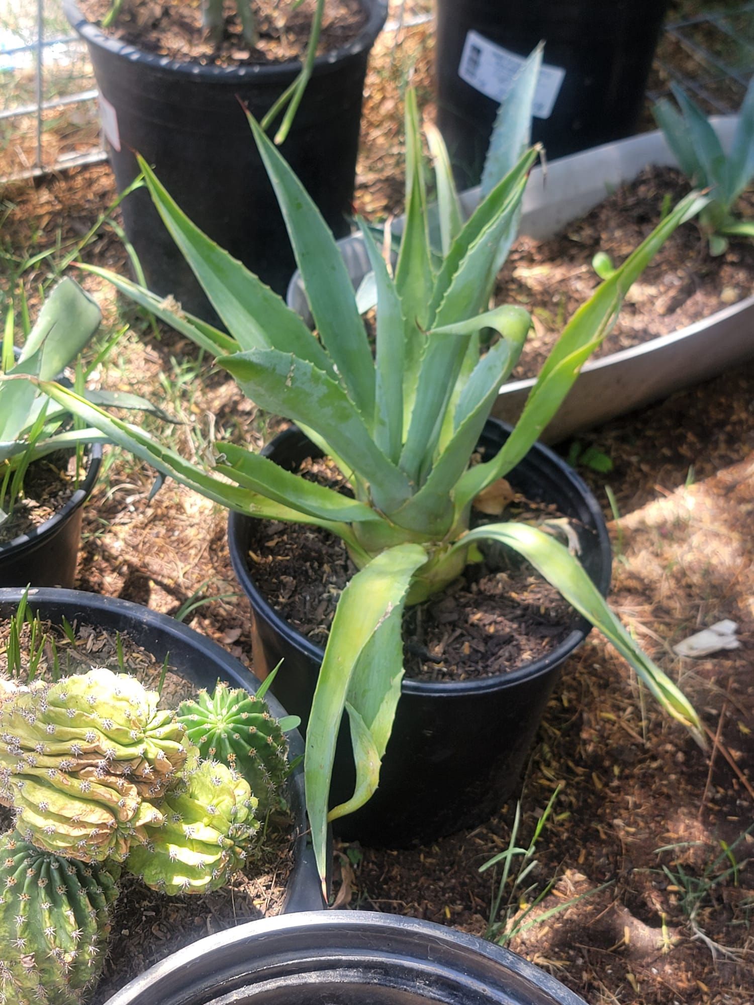 Smooth Agave Plant
