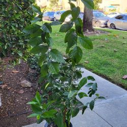 Organic Lemon Tree Plant $95.00