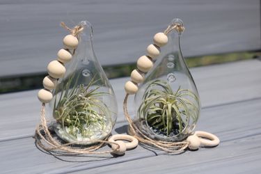 2 Teardrop Terrarium Flat Bottoms With Ionantha & Pebbles